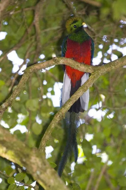 Quetzal vagy szuruku