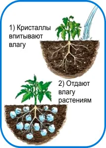 Hidrogel Plant asistent cultivator