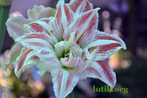 Hippeastrum грижи в дома, снимки