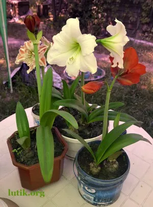 Hippeastrum грижи в дома, снимки