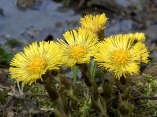 Homeopátia - - a leghatékonyabb kezelés polip!