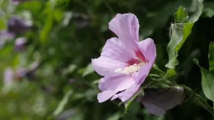 Hibiscus de îngrijire și ierburi de propagare