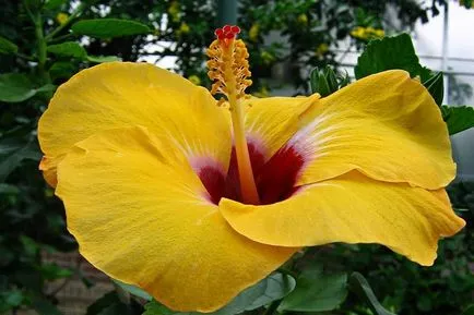 Hibiscus gyakorlati tanácsokat ellátás