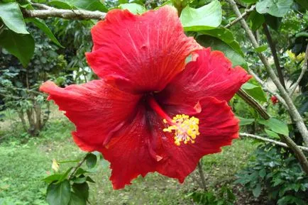 Hibiscus gyakorlati tanácsokat ellátás