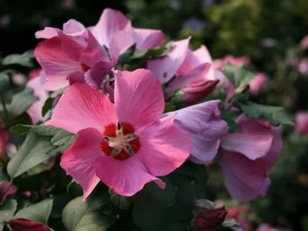 Hibiscus füves ellátás és szaporítása