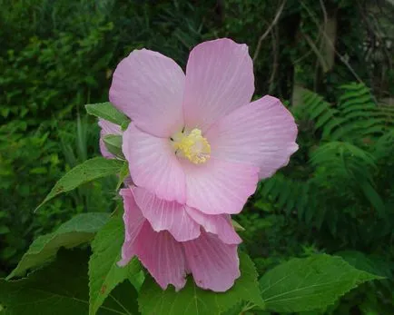 Hibiscus de îngrijire și ierburi de propagare