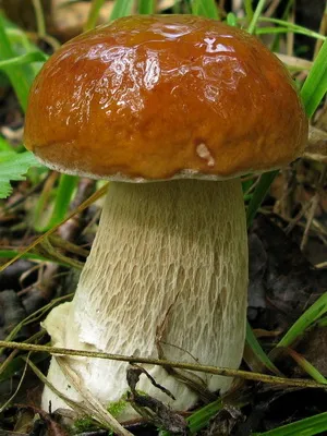 Boletus гъби снимка, описание на вида на Боровик (бял дъб гъби, манатарка бронз и едно момиче)