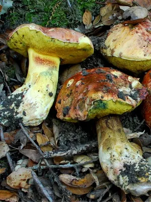 Boletus гъби снимка, описание на вида на Боровик (бял дъб гъби, манатарка бронз и едно момиче)