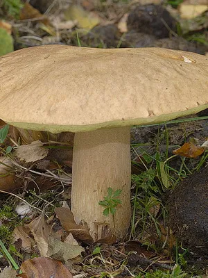 Boletus ciuperci fotografie, descrierea tipurilor Borovik (ciuperci de stejar alb, Boletus de bronz și o fată)