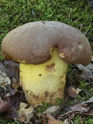 Boletus ciuperci fotografie, descrierea tipurilor Borovik (ciuperci de stejar alb, Boletus de bronz și o fată)