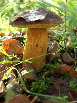 Boletus ciuperci fotografie, descrierea tipurilor Borovik (ciuperci de stejar alb, Boletus de bronz și o fată)