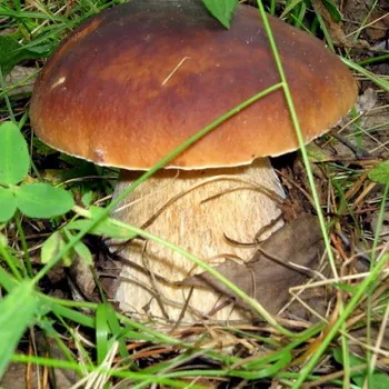 Boletus ciuperci fotografie, descrierea tipurilor Borovik (ciuperci de stejar alb, Boletus de bronz și o fată)