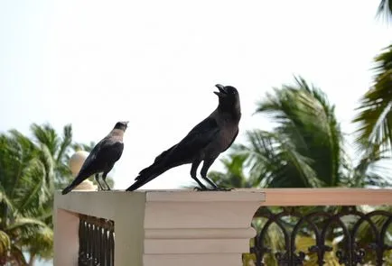 India, Kerala Ayurveda első, gyakorlati tanácsokat jegyzet