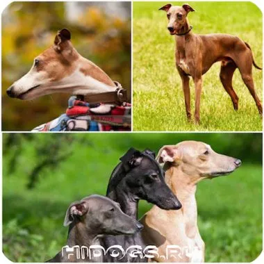 Italian Greyhound е всичко за породата