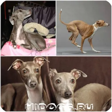 Italian Greyhound е всичко за породата