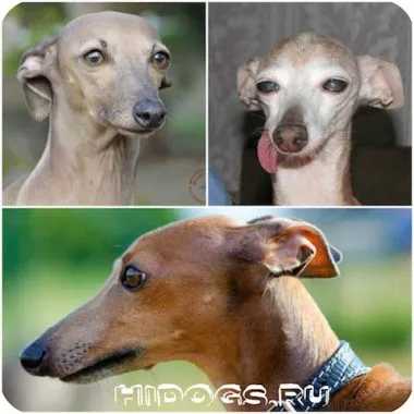 Italian Greyhound е всичко за породата