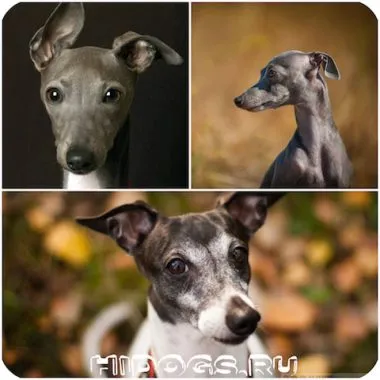 Italian Greyhound е всичко за породата