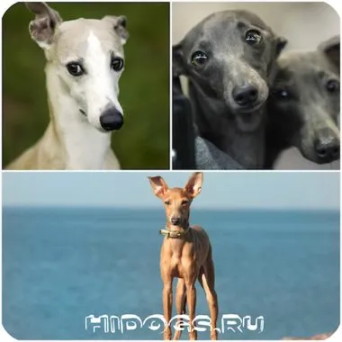 Italian Greyhound е всичко за породата