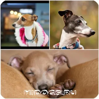 Italian Greyhound е всичко за породата