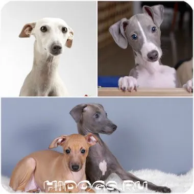 Italian Greyhound е всичко за породата