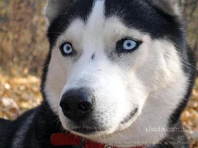 Istoria rasei Husky Siberian, rusalochka