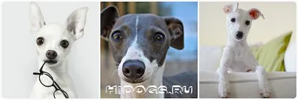 Italian Greyhound е всичко за породата