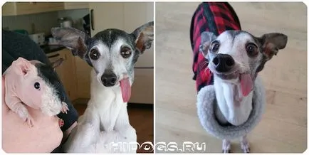 Italian Greyhound е всичко за породата