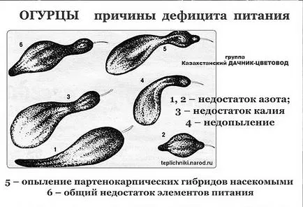 Излишният - липсата на вещество в краставица