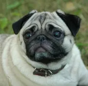 Cum de a instrui un pug