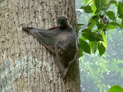 Caguán problémát jelentenek az evolúció gondolatát