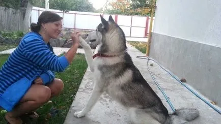 Cum de a instrui husky la domiciliu