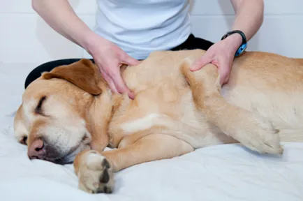 Как да масаж кучето си