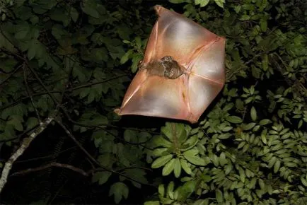 Caguán problémát jelentenek az evolúció gondolatát