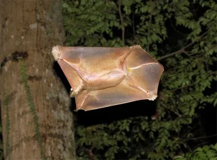 Caguán problémát jelentenek az evolúció gondolatát