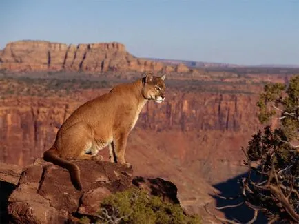 Mi a különbség egy puma és párduc