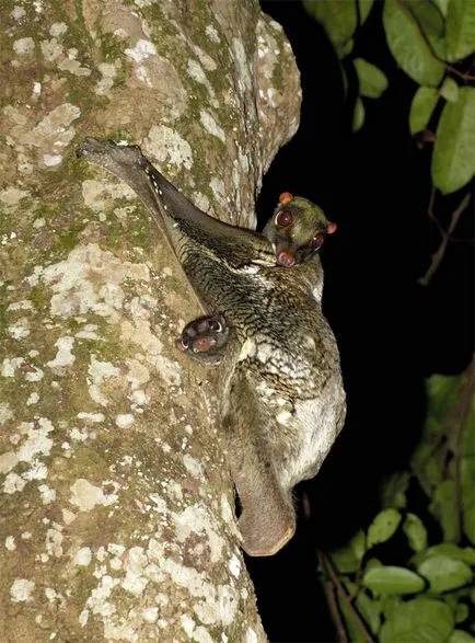 Caguán problémát jelentenek az evolúció gondolatát