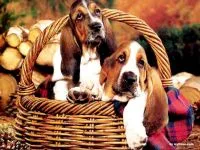 Ce culori sunt Dachshund rare câine roșu și alb, deoarece este scump