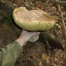 Melyek a típusú és fajtájú fehér gomba vargánya fotó és leírás