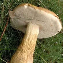 Care sunt tipurile și soiuri de ciuperci albe Boletus fotografie și descriere