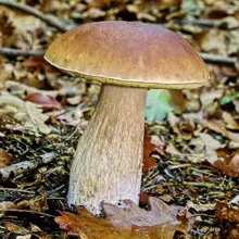 Care sunt tipurile și soiuri de ciuperci albe Boletus fotografie și descriere