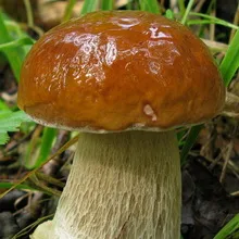 Care sunt tipurile și soiuri de ciuperci albe Boletus fotografie și descriere