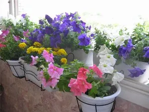 Mik dobozok és edények használata virágok az erkélyen virágokkal erkély nézetek és a választás ezek a konténerek