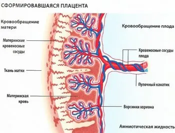 Hogyan és mikor indul a baba etetésével (magzat) a születés előtt az anya méhében