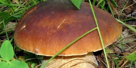 Care sunt tipurile și soiuri de ciuperci albe Boletus fotografie și descriere