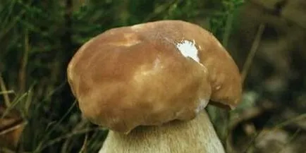 Care sunt tipurile și soiuri de ciuperci albe Boletus fotografie și descriere