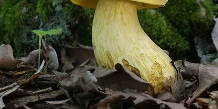 Care sunt tipurile și soiuri de ciuperci albe Boletus fotografie și descriere