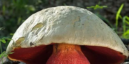 Care sunt tipurile și soiuri de ciuperci albe Boletus fotografie și descriere