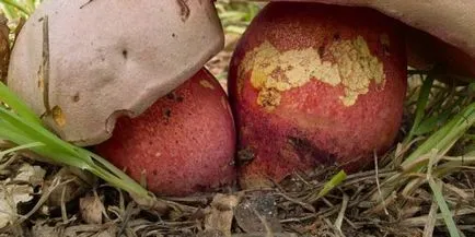 Care sunt tipurile și soiuri de ciuperci albe Boletus fotografie și descriere