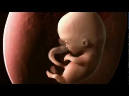 Cum și când să înceapă hrănirea copilului (fetus) și înainte de naștere în pântecele mamei