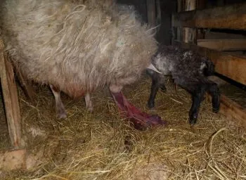 Hogyan kell etetni a bárányokat anya nélkül, a takarmány-bárány, mennyit táplálása a gyakran